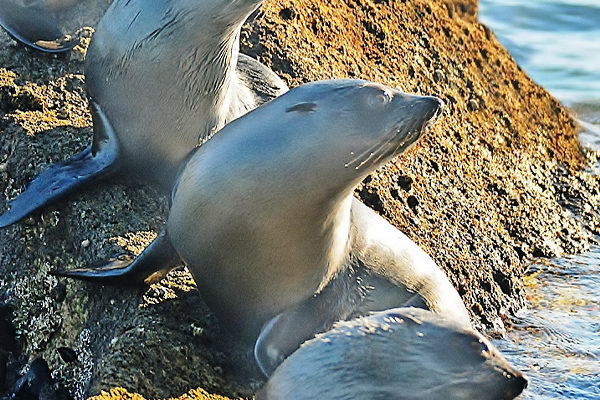 View the seals at Tonga Island Marine Reserve