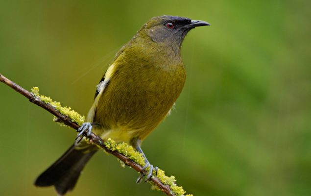 Bellbird (Korimako)