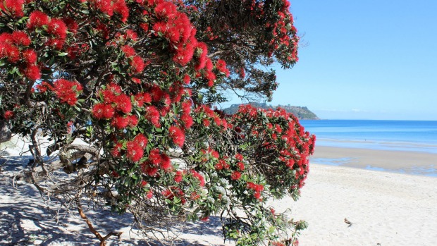 Rata Tree