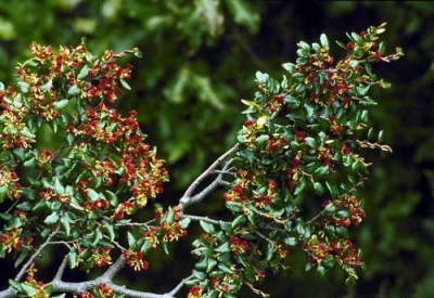 Black Beech (Tawhairauriki)