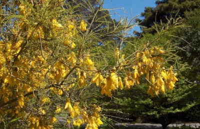 Kōwhai Tree