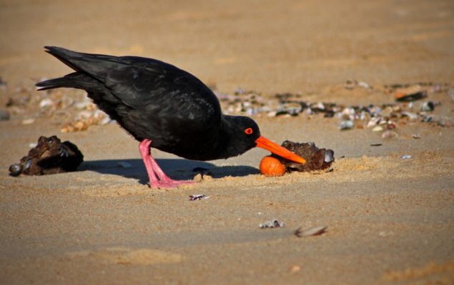 Oystercatcher (Tōrea pango)