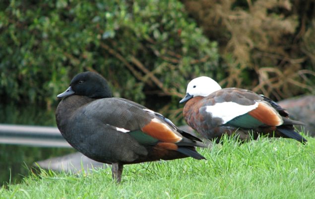 Paradise Ducks (Pūtakitaki)