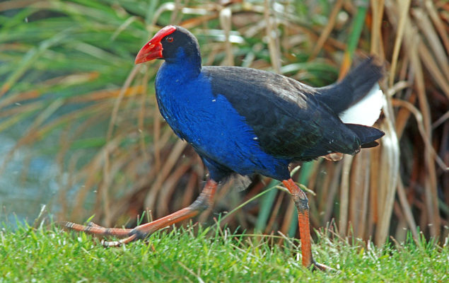 Pūkeko