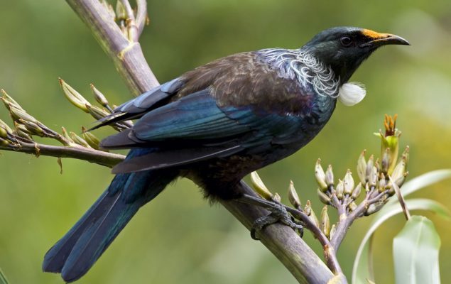 Tui (Tūī)