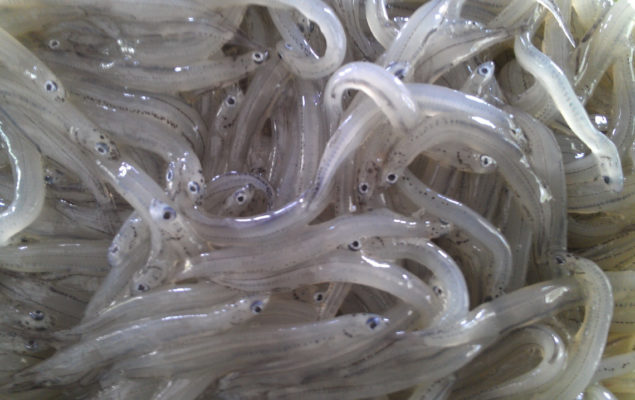 Whitebait (Inanga)